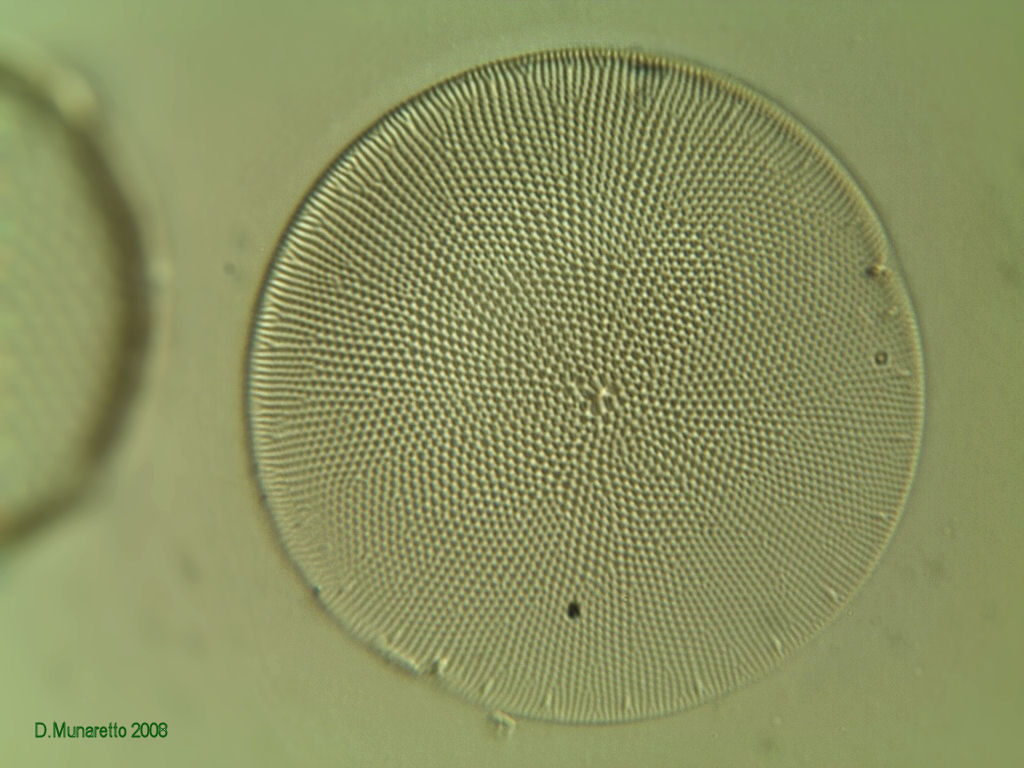 Nuove prove...diatomea a 630x ...4